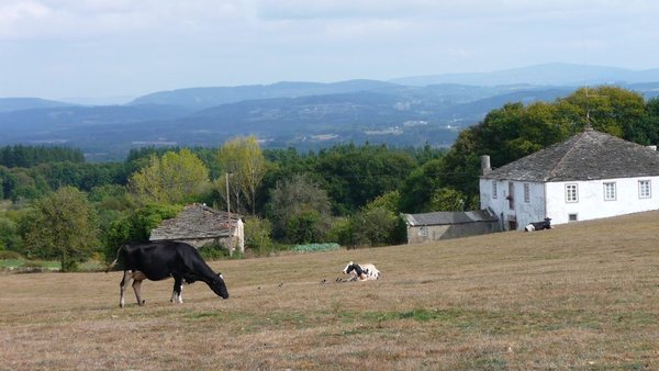 Paranfistomosis bovina en Galicia: situación actual y perspectivas de futuro