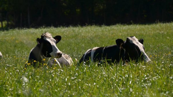¿Qué importancia tiene el bienestar animal para el consumidor?