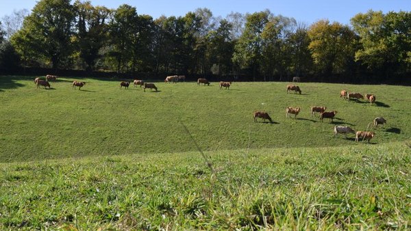Los gases de efecto invernadero en los sistemas de producción de carne