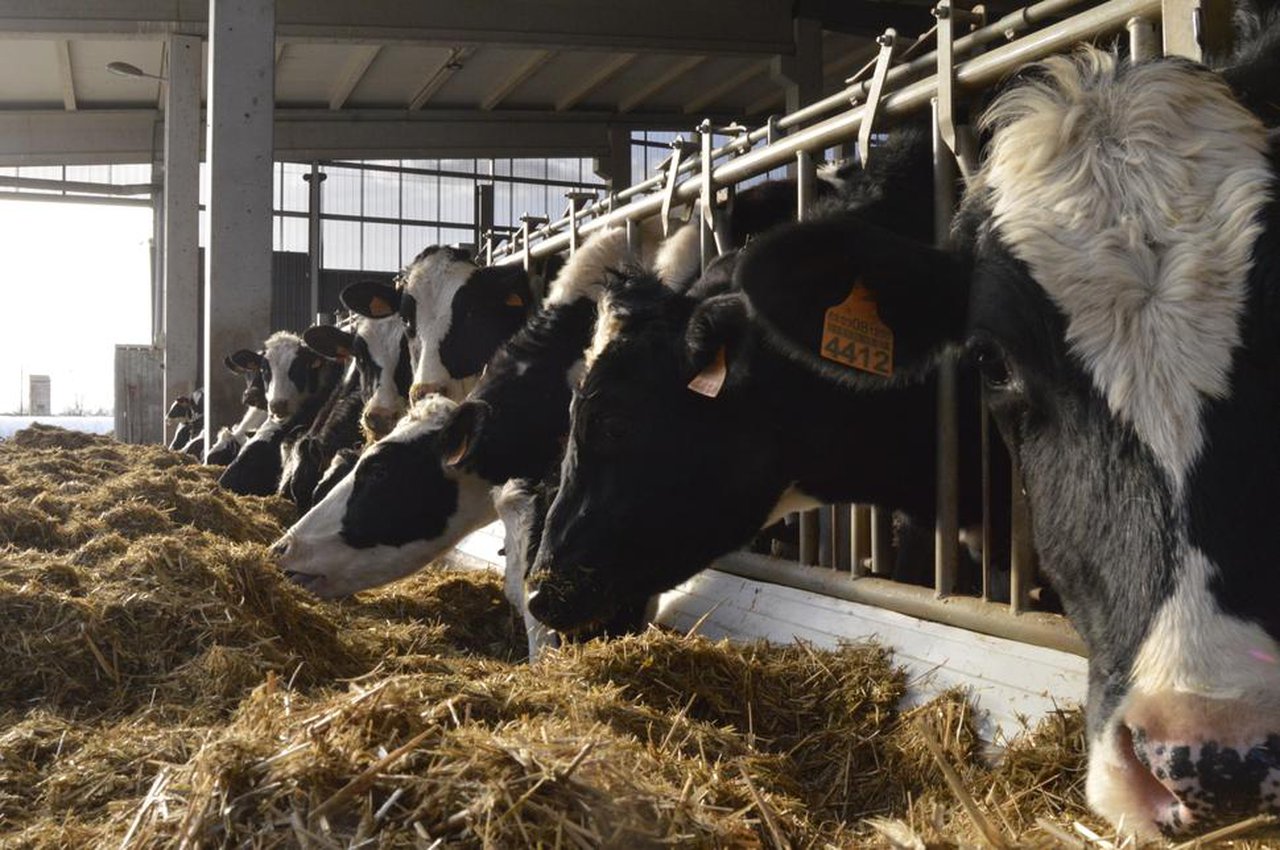 Welfair: certificación de bienestar animal en granjas de vacuno de leche