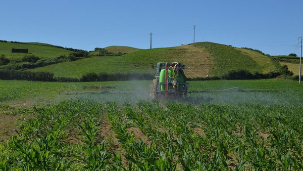 Hacia una gestión integrada de plagas en el maíz forrajero en Galicia