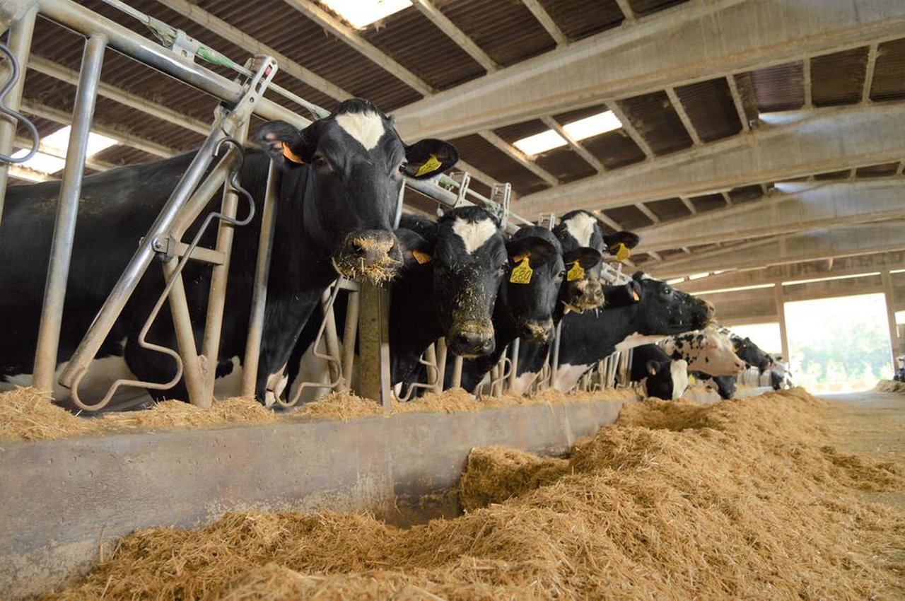 Nuevos parámetros de calidad analizados en los silos de maíz
