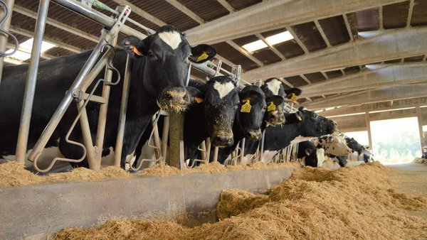 Nuevos parámetros de calidad analizados en los silos de maíz
