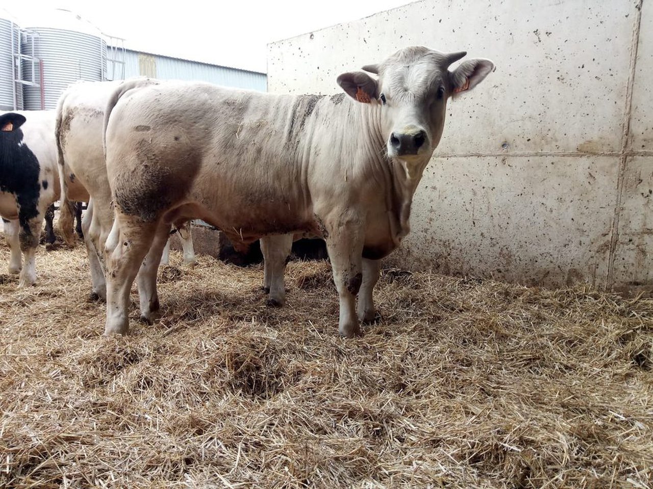INRA 95 y Charolais Excellence: las razas para optimizar el valor cárnico en las ganaderías lecheras