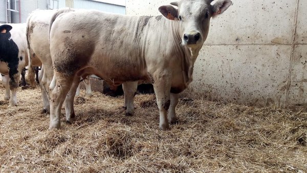 INRA 95 y Charolais Excellence: las razas para optimizar el valor cárnico en las ganaderías lecheras
