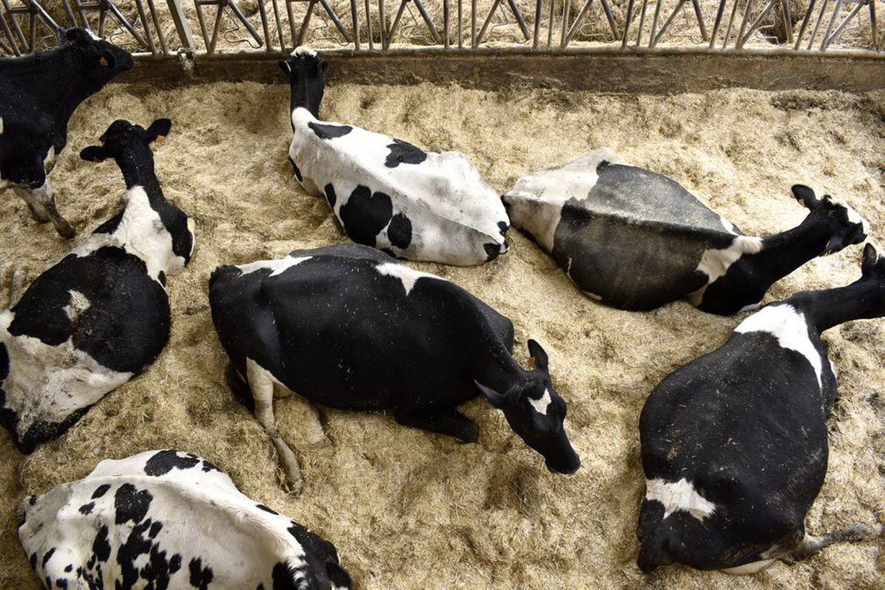 Boehringer Ingelheim Animal Health España subraya la importancia de la prevención y la temprana detección frente a las enfermedades zoonóticas
