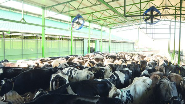 El uso del índice de relación verano-invierno en el rendimiento de las vacas lecheras en diferentes regiones de EE. UU.
