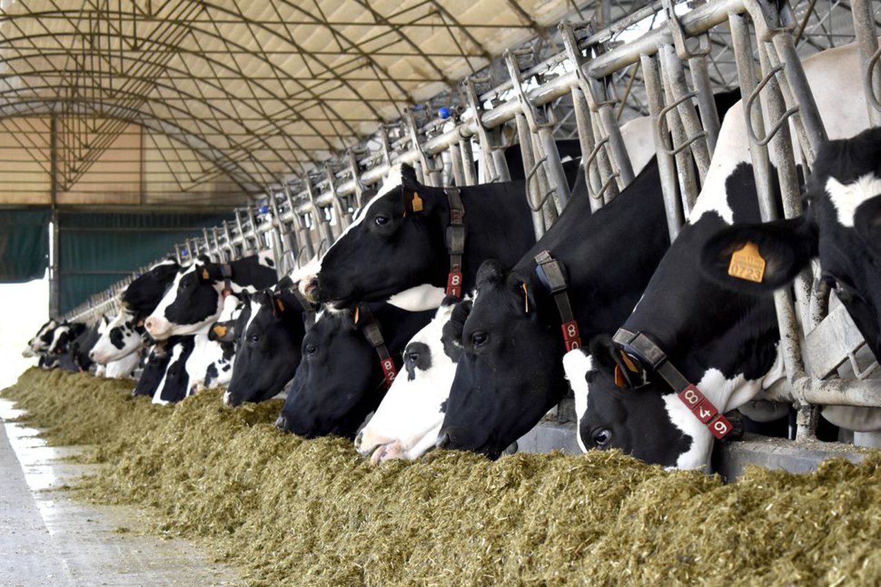 Dependencia alimentaria del exterior de las principales producciones ganaderas de Galicia