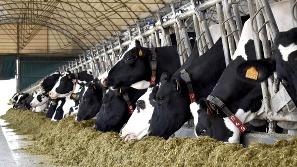 Dependencia alimentaria del exterior de las principales producciones ganaderas de Galicia