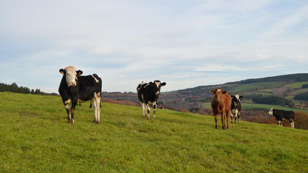 El Pacto Verde: el planteamiento de la Unión Europea para la ganadería y la agricultura del siglo XXI