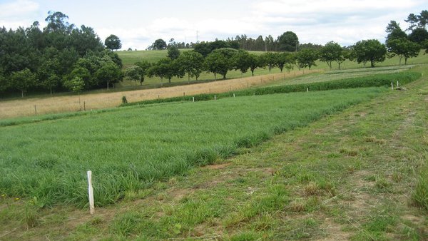 Adaptación del modelo CROPGRO Perennial-Forage para simular la producción de los raigrases