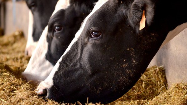 Queratoconjuntivitis infecciosa bovina: ¿podemos controlarla?