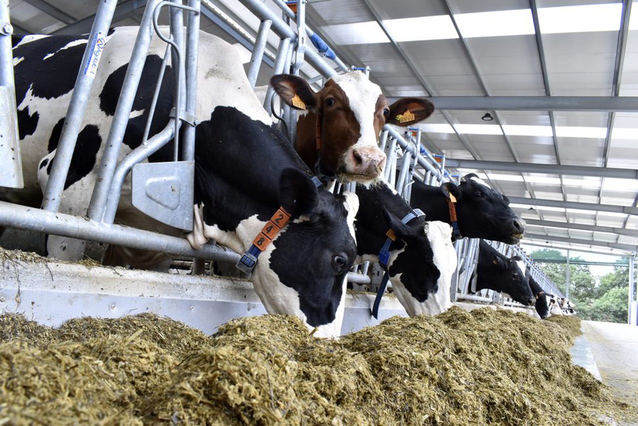 Sistemas de producción, calidad y composición de la leche de vaca en Galicia