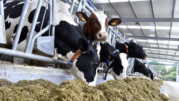 Sistemas de producción, calidad y composición de la leche de vaca en Galicia