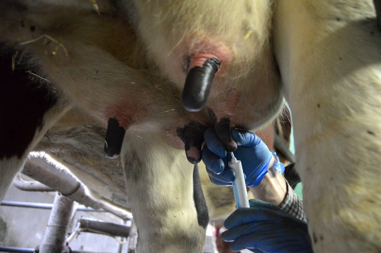 Reducción de antibióticos en salud de ubre. Herramienta en granja para tomar decisiones