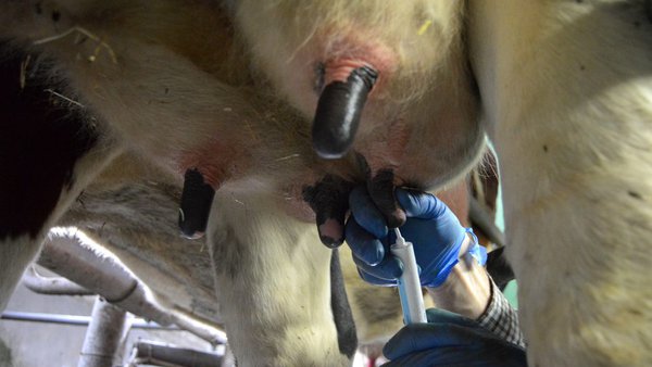 Reducción de antibióticos en salud de ubre. Herramienta en granja para tomar decisiones