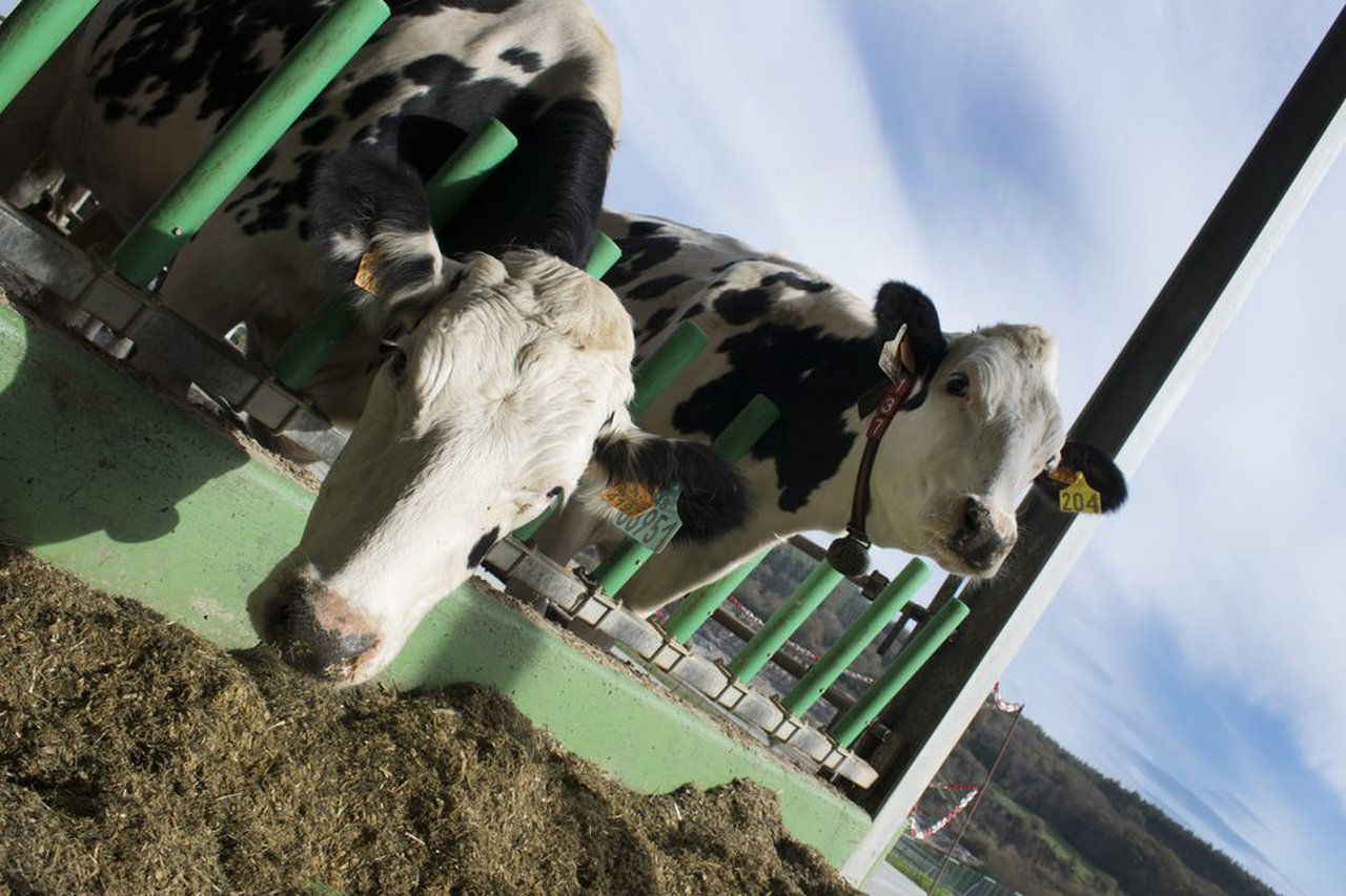 Buenas prácticas de control parasitario en rebaños de ganado vacuno