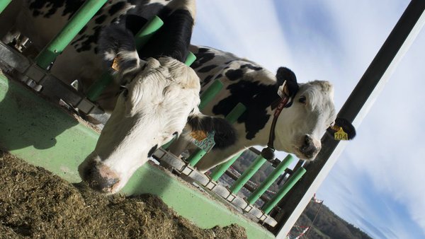 Buenas prácticas de control parasitario en rebaños de ganado vacuno