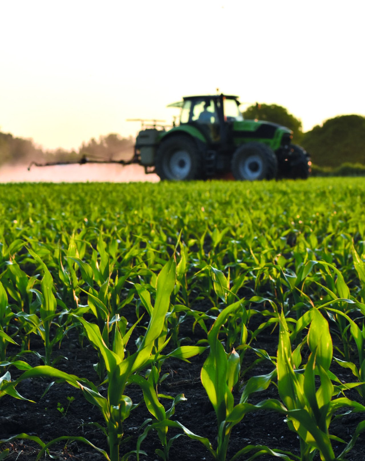El cultivo de maíz: buenas prácticas en el uso de fitosanitarios