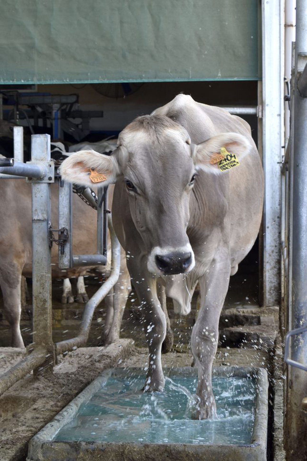 Saúde podal en Portugal: patas saudables, bovinos pordutivos
