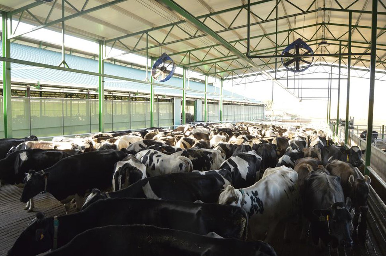 Se necesita más de un verano para enfriar adecuadamente a las vacas