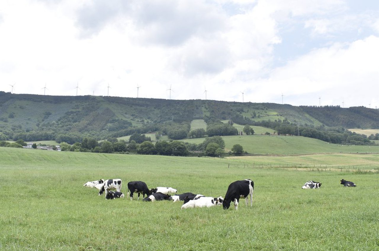 Suplementación de vacas secas con oligoelementos inyectables: un estudio de retorno económico