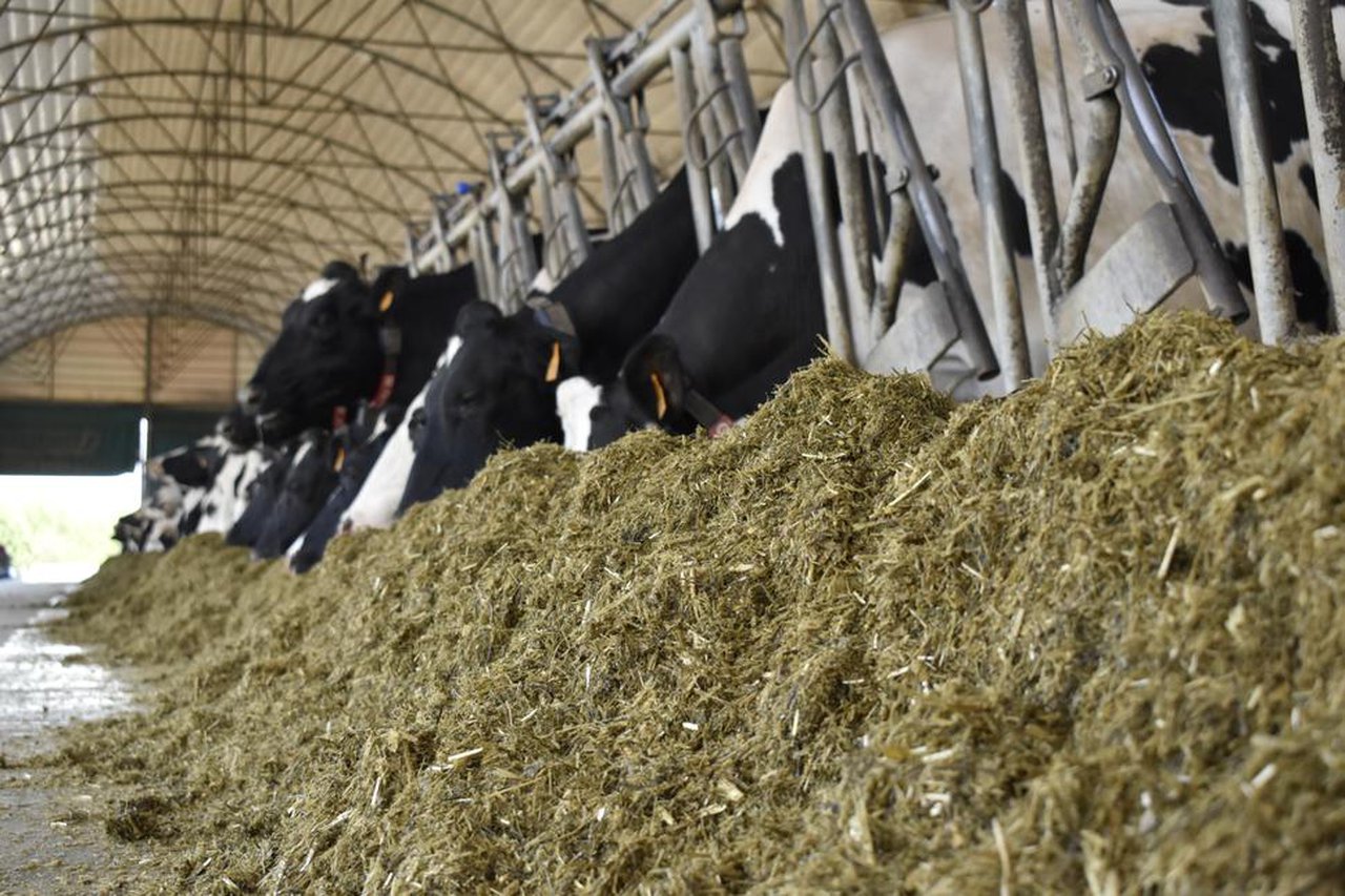 Ensilado de pradera: ventajas de un análisis avanzado (II)
