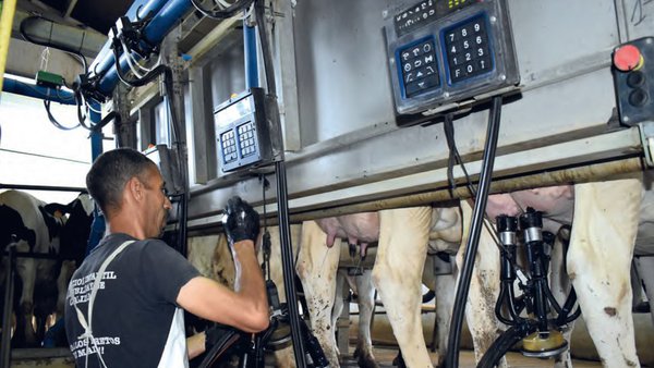 Bienestar laboral en granjas de vacuno lechero