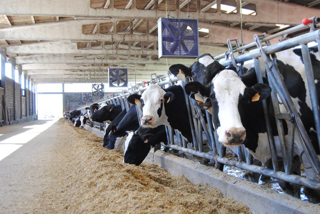 El beneficio económico de enfriar a las vacas secas