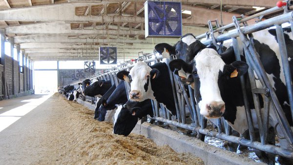 El beneficio económico de enfriar a las vacas secas
