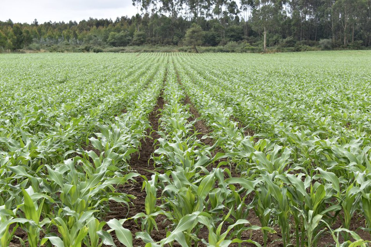 Biofertilización nitrogenada, la alternativa al empleo de los fertilizantes minerales tradicionales