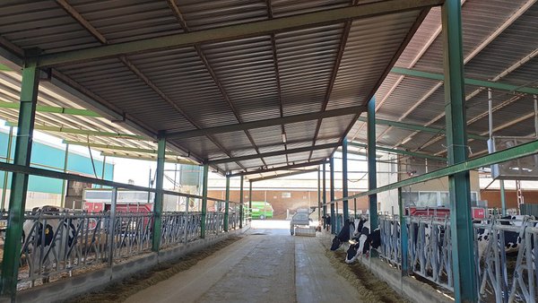 ¿En qué piensan las vacas?