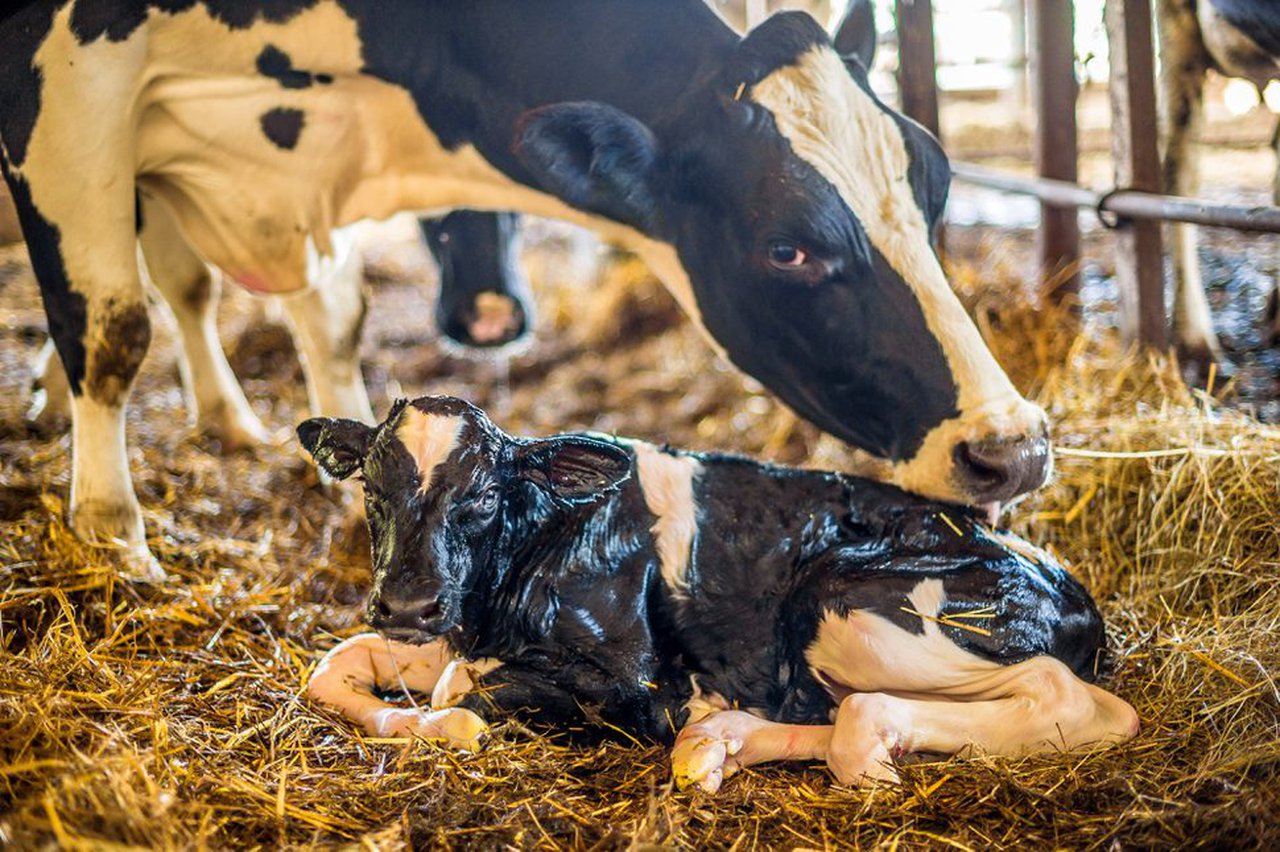 Fisiopatología de las mastitis: mastitis e inflamación