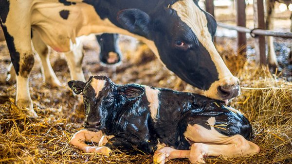 Fisiopatología de las mastitis: mastitis e inflamación