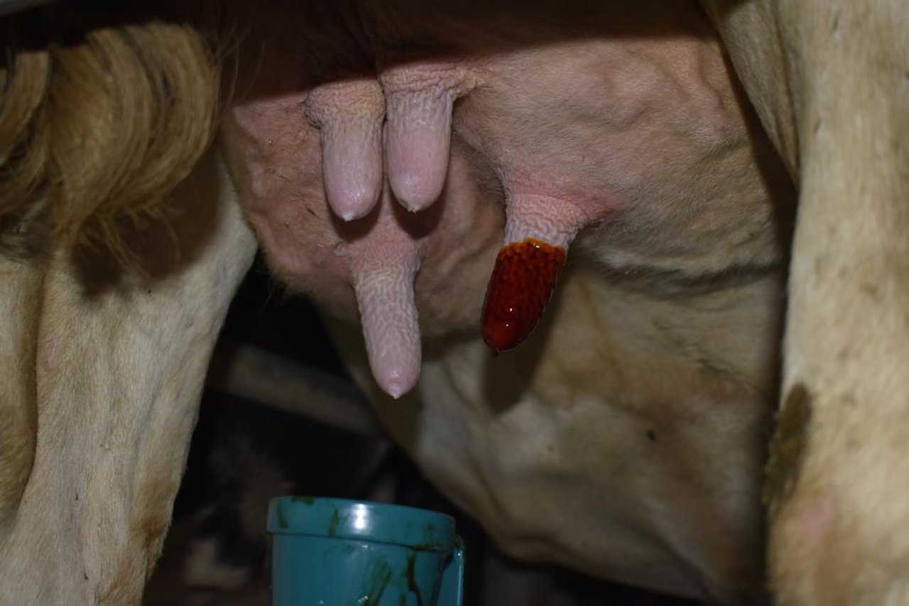 El recuento celular individual: una herramienta muy útil para evaluar las mastitis subclínicas