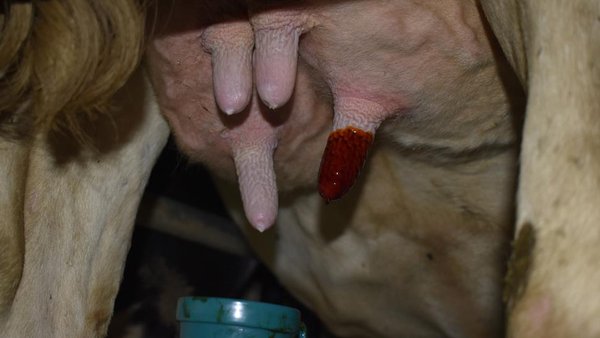 El recuento celular individual: una herramienta muy útil para evaluar las mastitis subclínicas