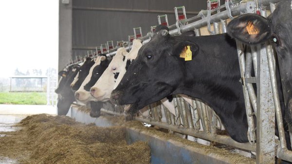 El uso de registradores de datos intravaginales para mejorar la efectividad de enfriamiento en las vacas lecheras