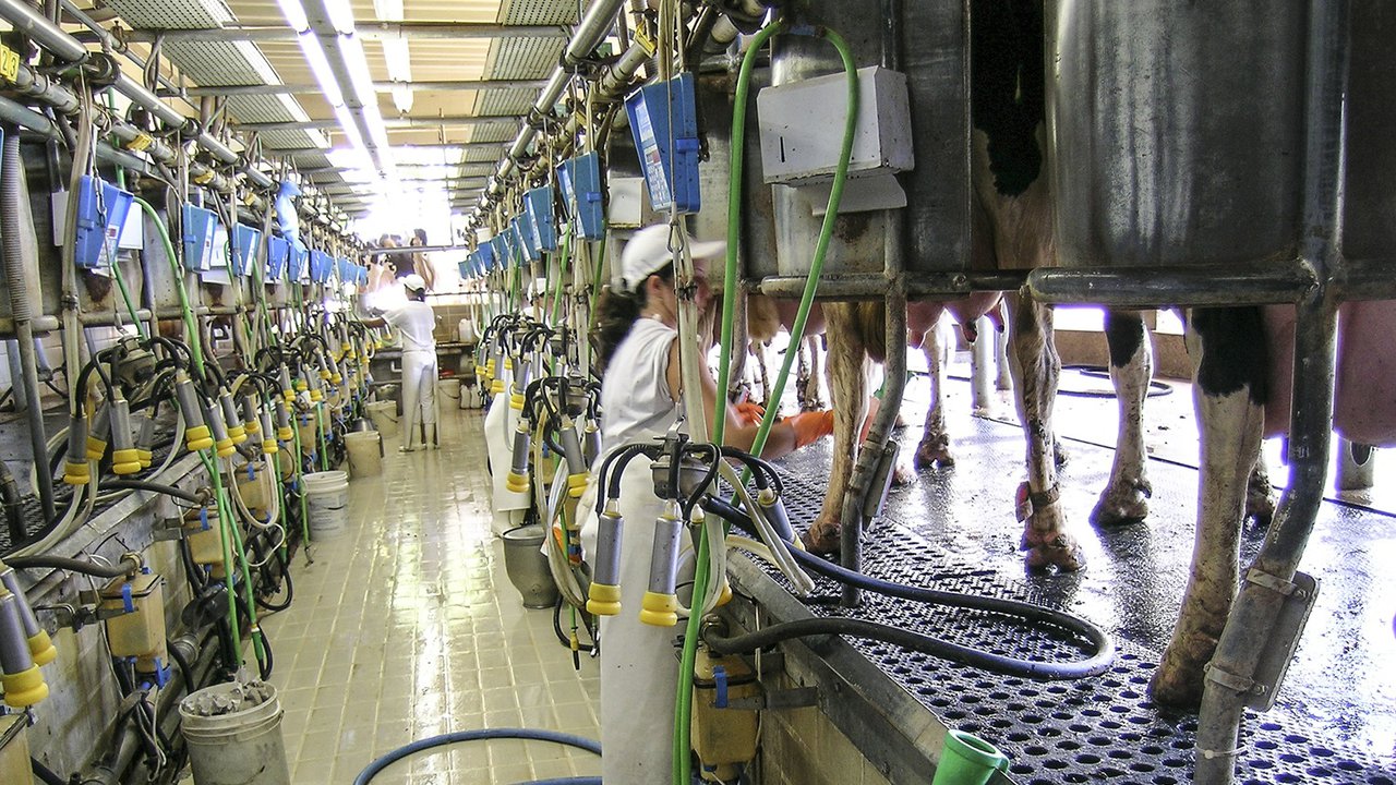 La desinfección de pezones antes y después del ordeño: eficacia de los baños y buenas prácticas