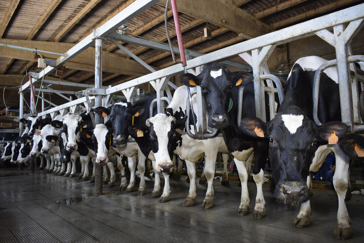 Ácidos grasos en la leche: qué sabemos de la experiencia en Galicia