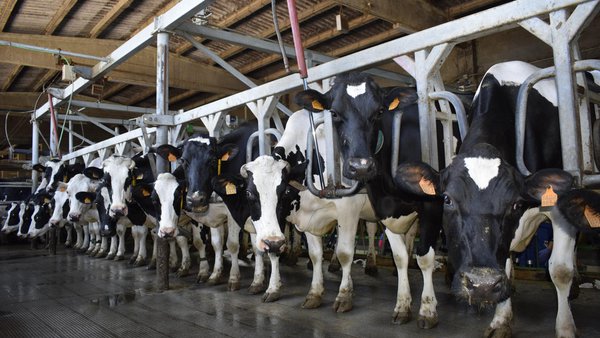 El Gobierno actualiza la normativa para el funcionamiento del sistema de control del rendimiento lechero en España