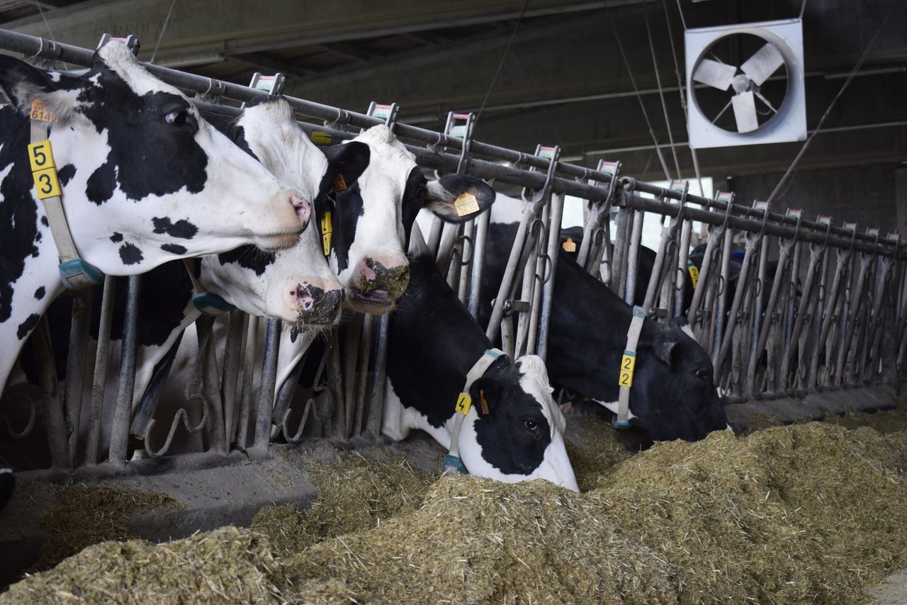 Cómo afecta el verano a las vacas en las diferentes zonas de España