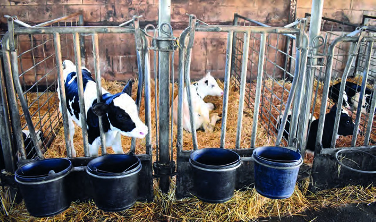 Impacto del crecimiento en periodo predestete en edad a primera inseminación y en probabilidad de supervivencia a 500 y 1000 días en novillas de leche