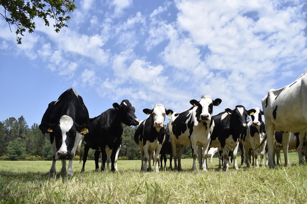 Estructura productiva de las ganaderías de vacuno de leche en ecológico en Galicia