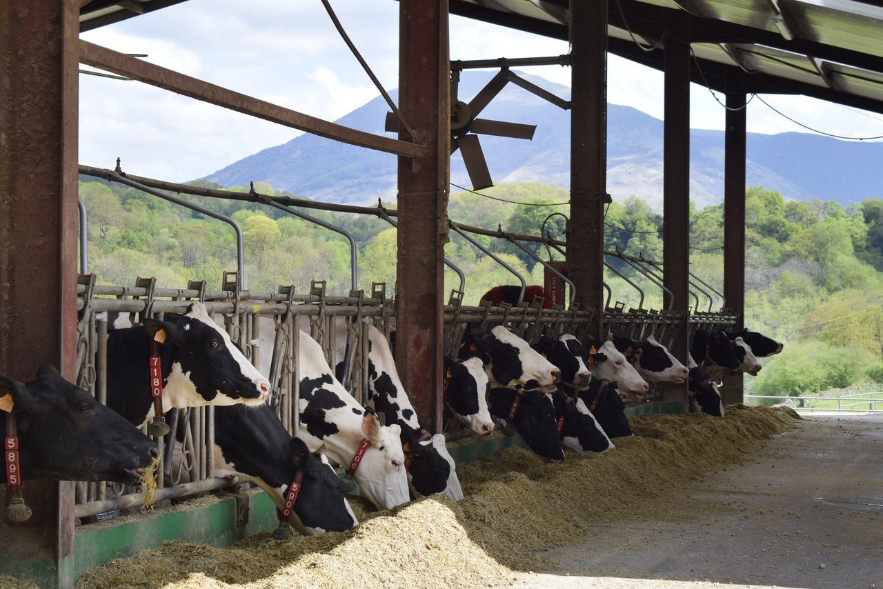 Protección contra la radiación solar directa e indirecta: un factor importante para las vacas lecheras en verano