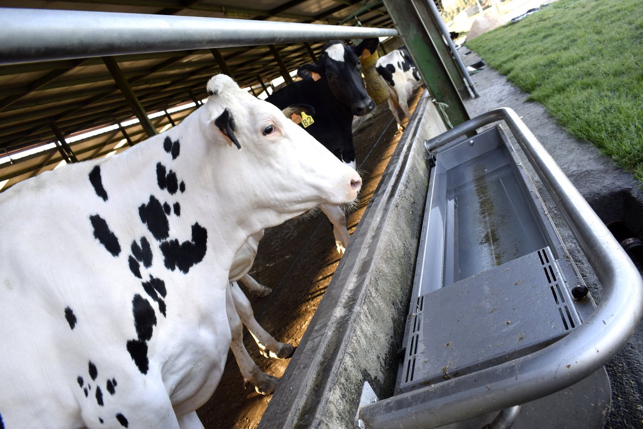 El agua: un factor esencial a la hora de producir leche en regiones cálidas
