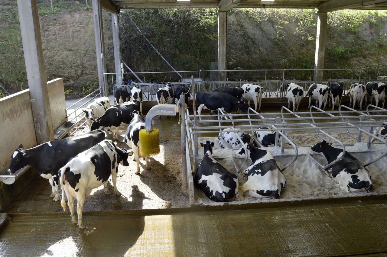 Bienestar animal, instalaciones y manejo: receta para un buen rendimiento productivo del rebaño