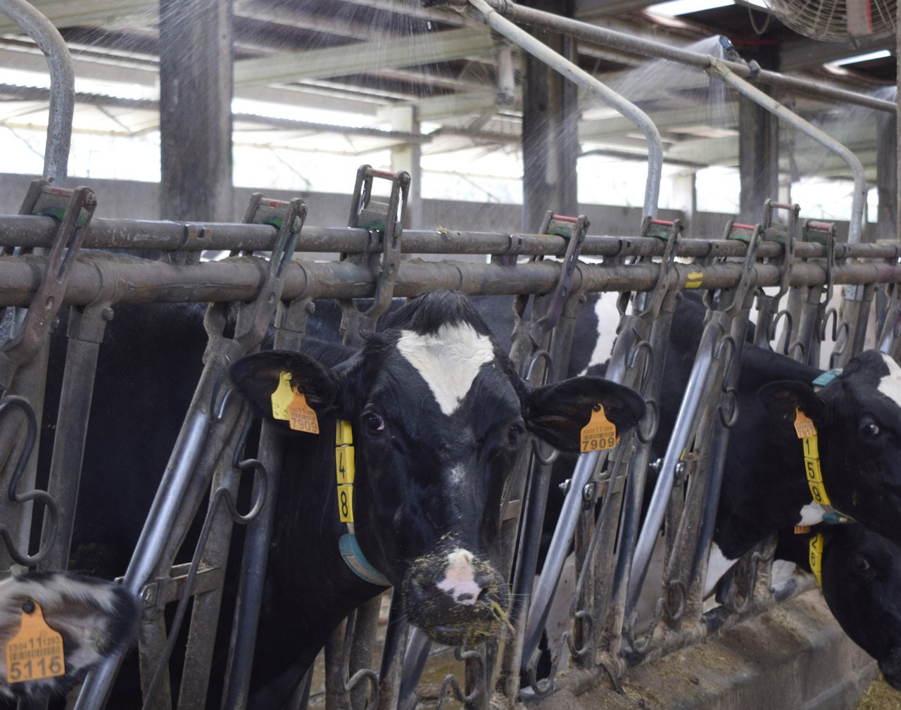 ¿Conocemos el coste real del estrés  por calor para la industria láctea?