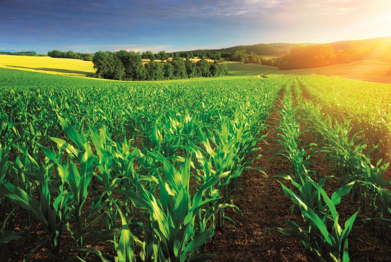 Blue Star Maíz: fertilizantes  bioestimulantes para maximizar el rendimiento de tu cosecha