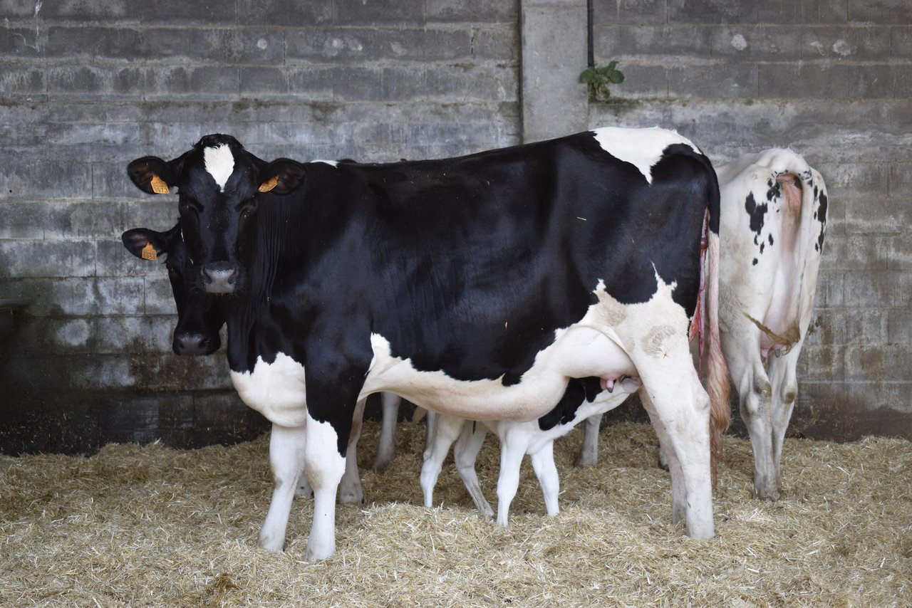 ¿Influye la mastitis en la fertilidad?
