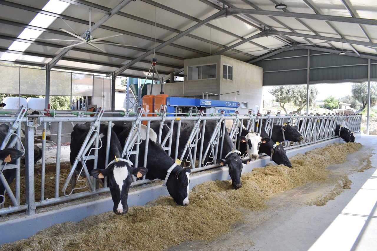El impacto del estrés por calor en el estado inmunológico de las vacas lecheras